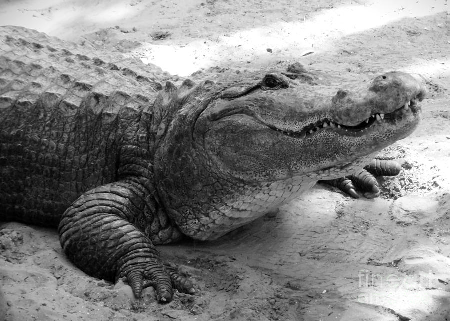 Charming Gator Black and White Photograph by Carol Groenen