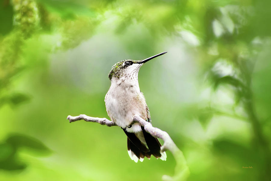 Charming Hummingbird Photograph by Christina Rollo