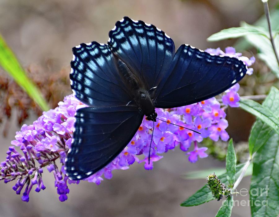 Charming Red-spotted Purple Photograph