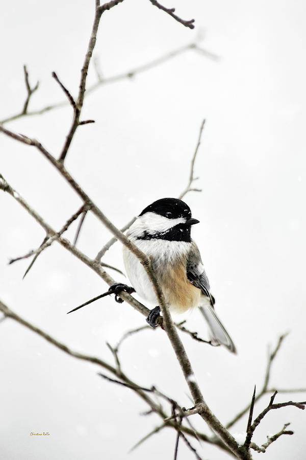 Chickadee Photograph - Charming Winter Chickadee by Christina Rollo