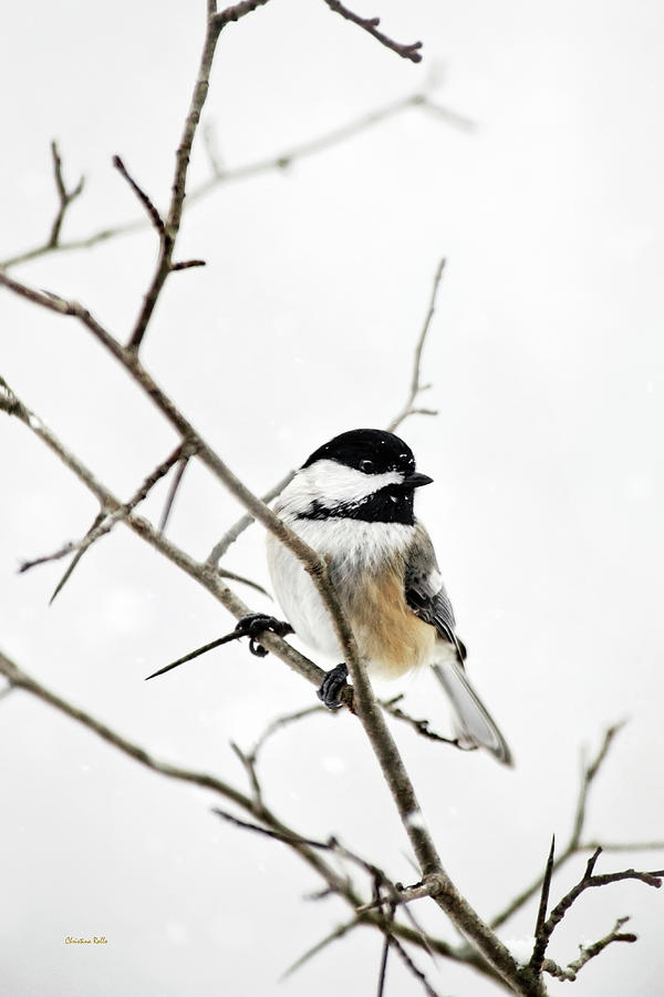 Charming Winter Chickadee Photograph by Christina Rollo | Fine Art America