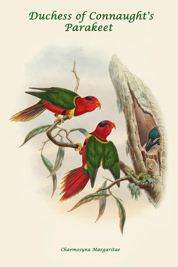 Parakeet Painting - Charmosyna Margaritae - Duchess of Connaughts Parakeet by John Gould