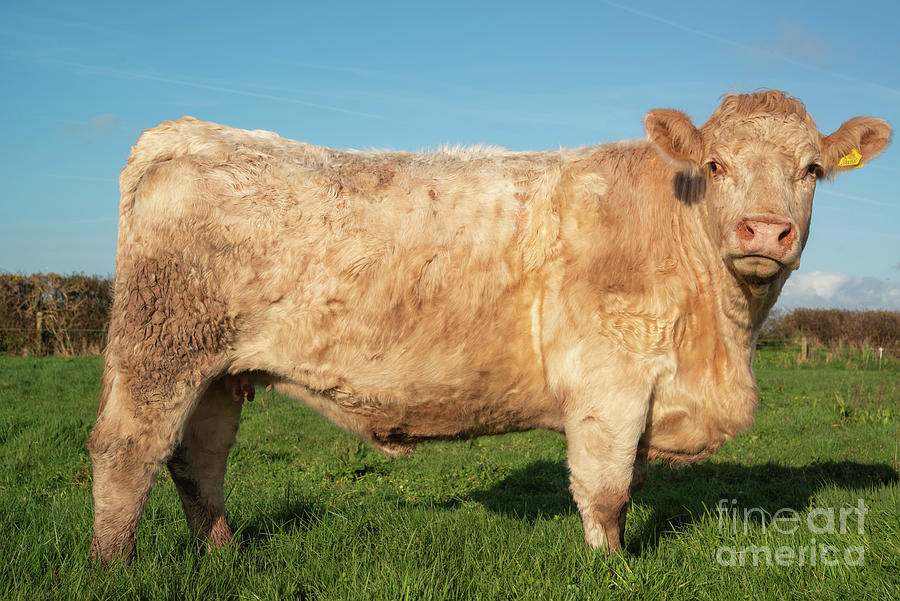 Animal Photograph - Charolais Bull by Andy Davies/science Photo Library