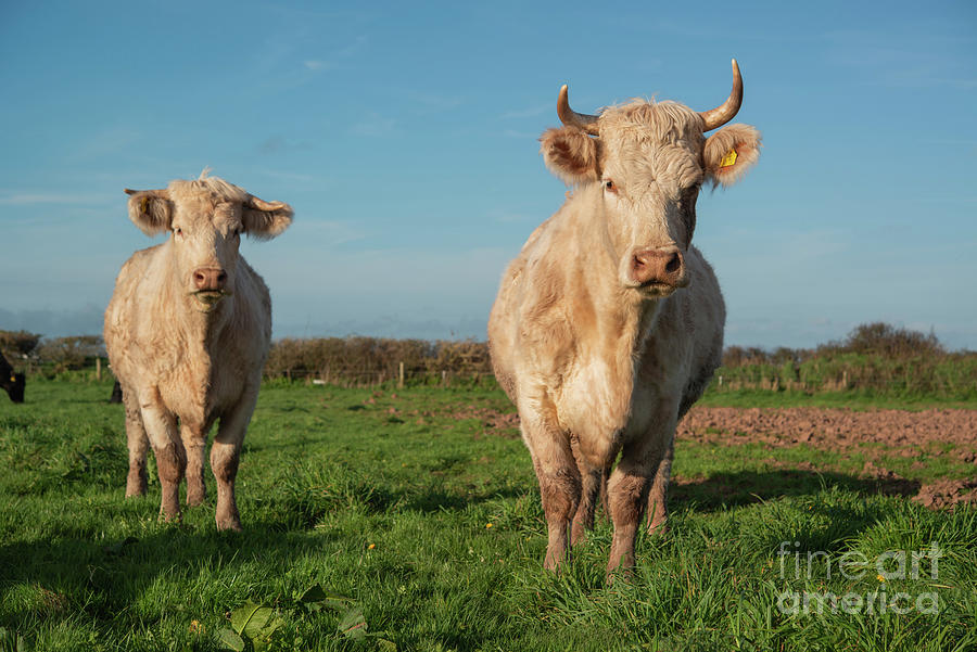 Animal Photograph - Charolais Cattle by Andy Davies/science Photo Library