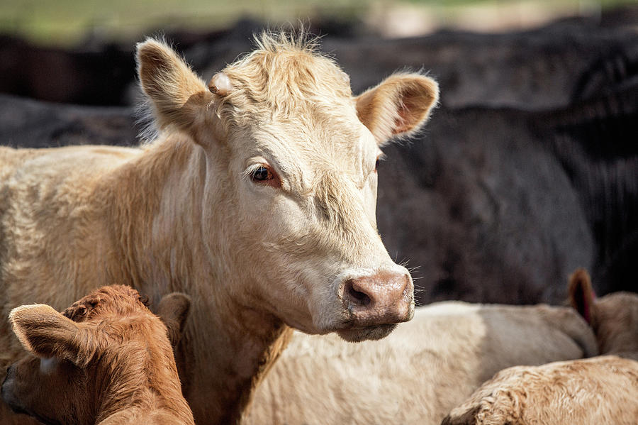 Animal Photograph - Charolais Cow by Todd Klassy