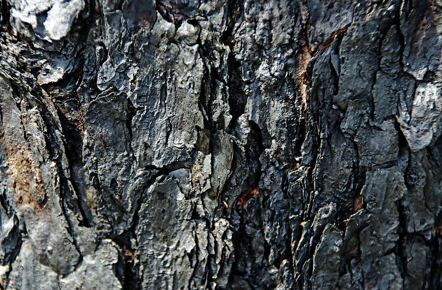 Charred Pine Tree Bark Abstract Photograph by Debbie Oppermann