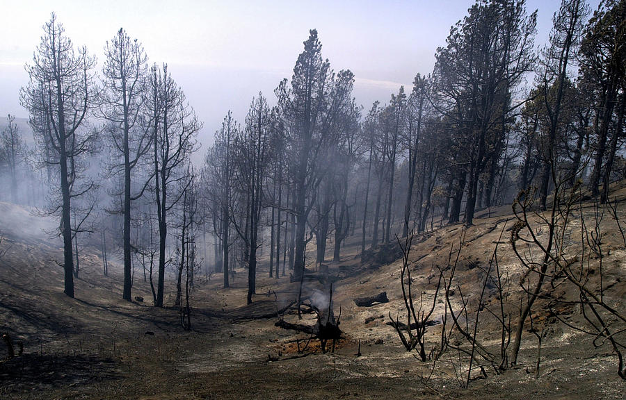 Charred Trees Stand After A Forest Fire Photograph by Juan Medina ...