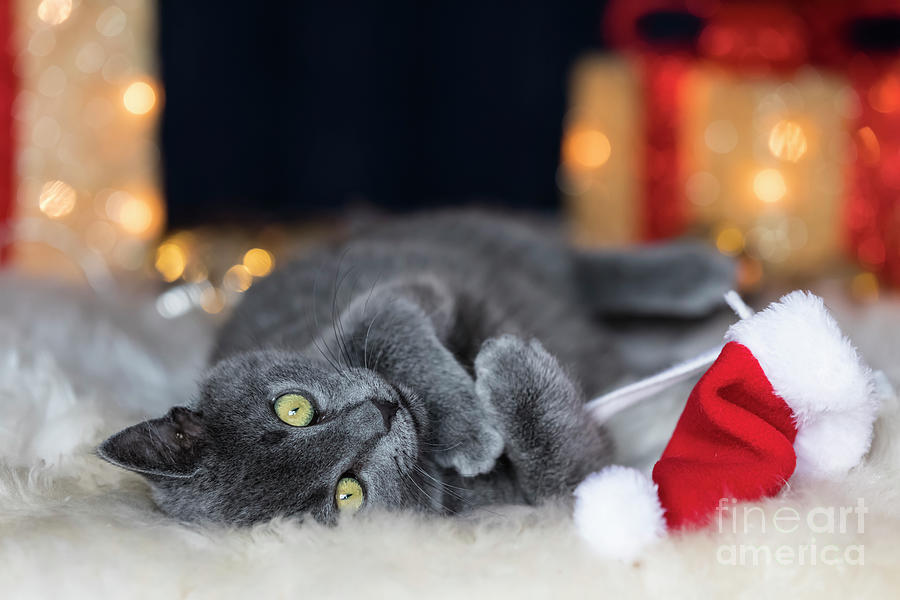 Chartreux Kitten Playing With Christmas Photograph by Westend61