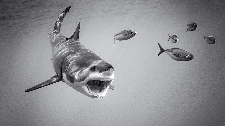Chase Game With Great White Photograph by Marcel Rebro