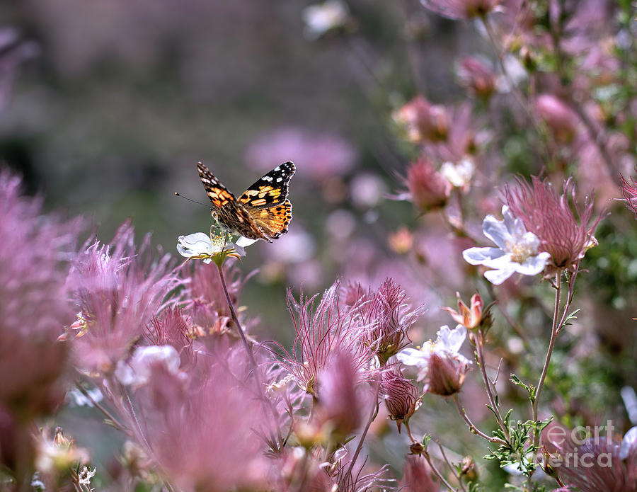 Chasing Butterflies by Susan Warren Chasing Butterflies by Susan Warren