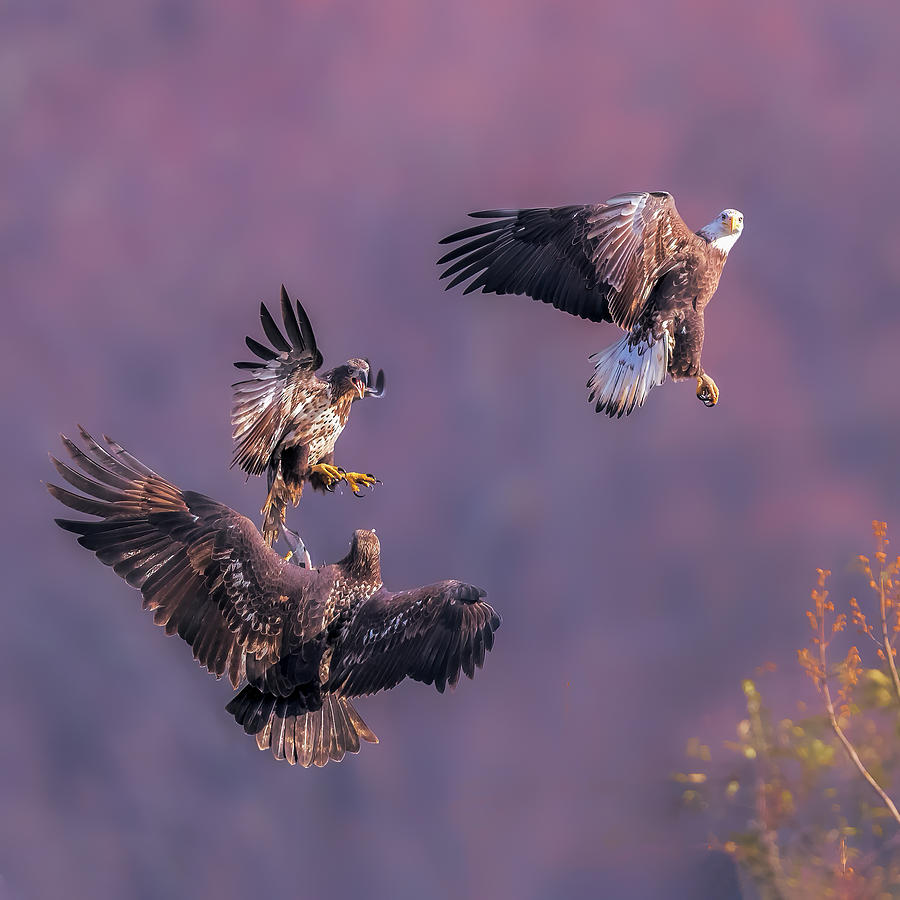 Eagle Photograph - Chasing For Fish by Jun Zuo