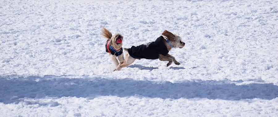 Animal Photograph - Dogs Chasing Each Other_0205_21x9 by Maciek Froncisz