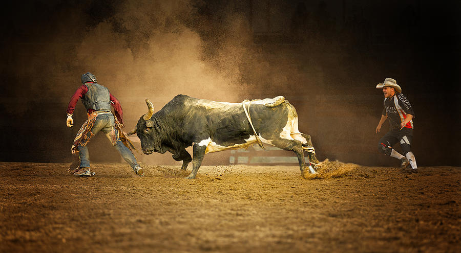 Cow Photograph - Chasing by Molly Fu