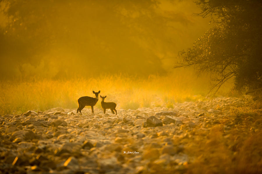 Chasing The Golden Light Photograph by Saikiran Bhagavatula