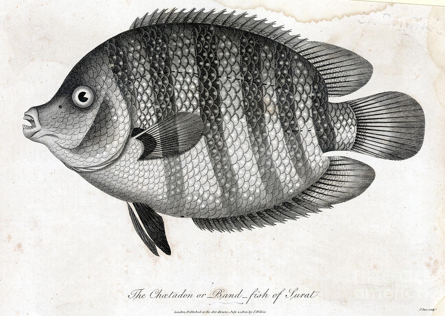 Chatadon Or Bandfish Engraving Photograph by Bettmann
