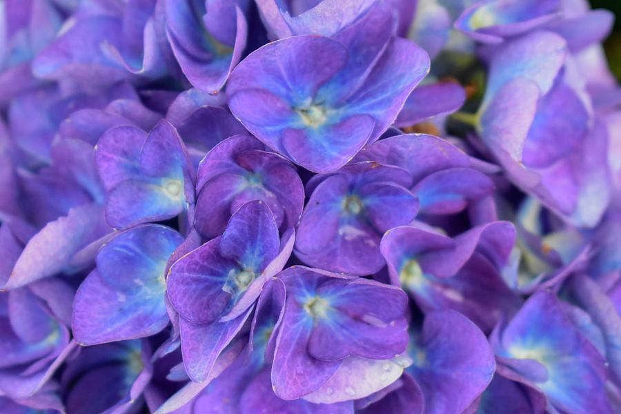 Chatham Hydrangea Photograph By Kathleen Black Reynolds Pixels