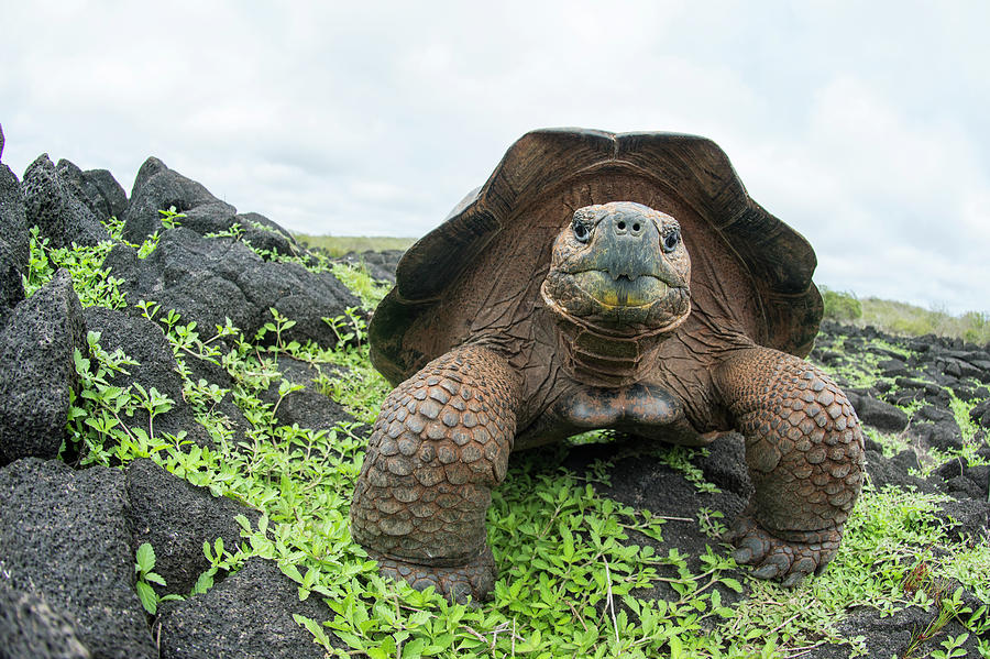 Chatham Island Tortioise, Galapagos Photograph by Tui De Roy