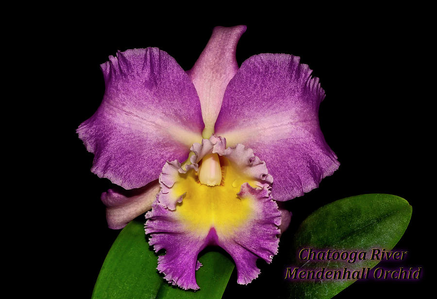 Chatooga River - Mendenhall Orchid 002 text Photograph by George Bostian