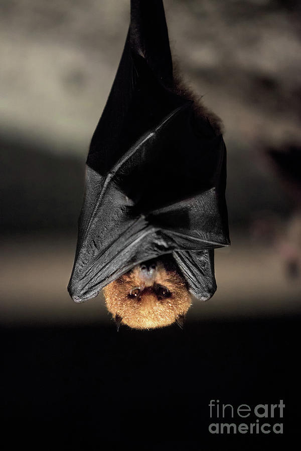 Chauve Souris Bat Photograph by Sebastien Gaborit