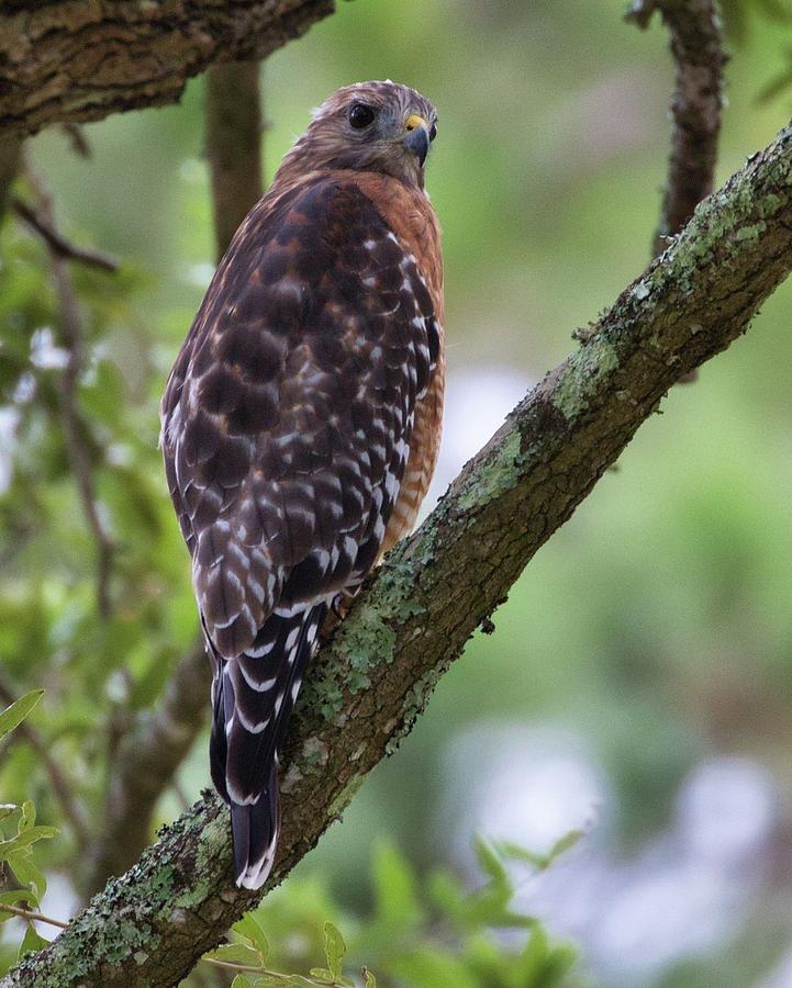 Check out my Red Shoulder Photograph by Aaron Sanderson - Fine Art America