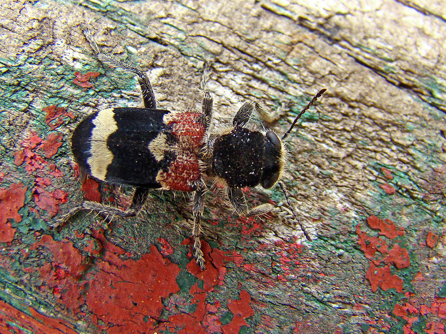 Checkered Beetle by Darren Weeks Checkered Beetle by Darren Weeks