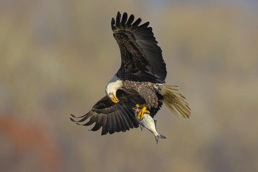 Eagle Photograph - Checking by Mountain Cloud