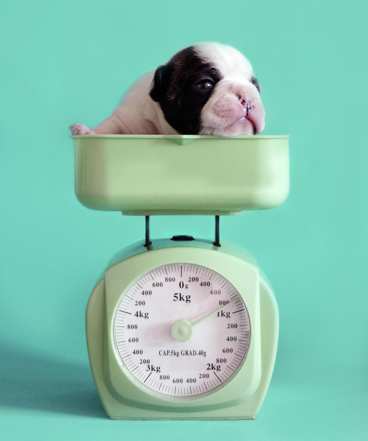 Checking Puppy Weight by Retales Botijero