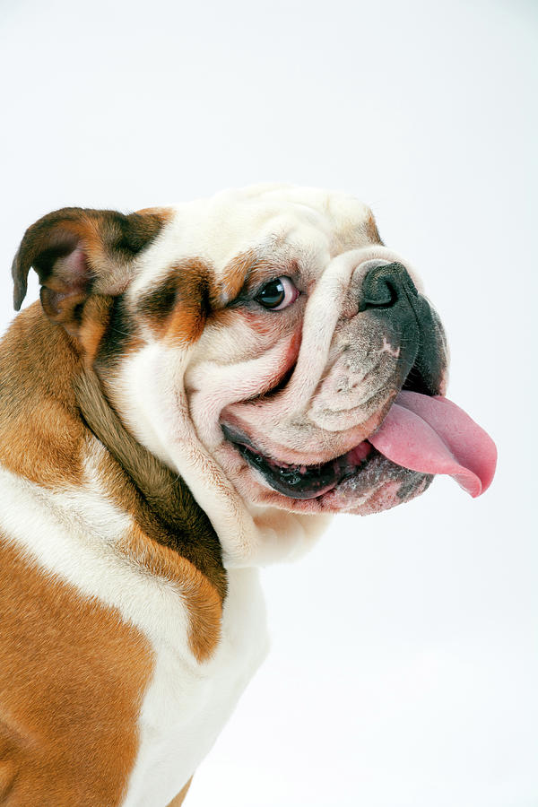 Cheeky British Bulldog Photograph by Seeables Visual Arts