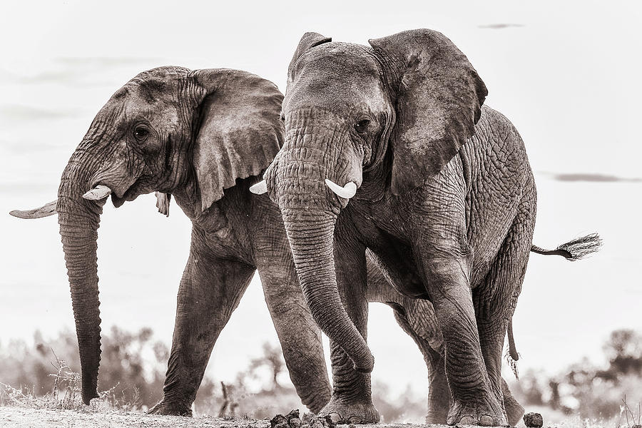 Cheeky elephants Photograph by Johanneke Kroesbergen-Kamps - Fine Art ...