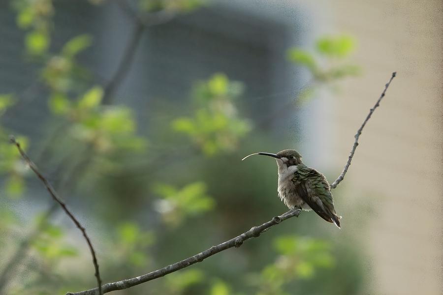 Cheeky Hummingbird Photograph by Jeff Folger