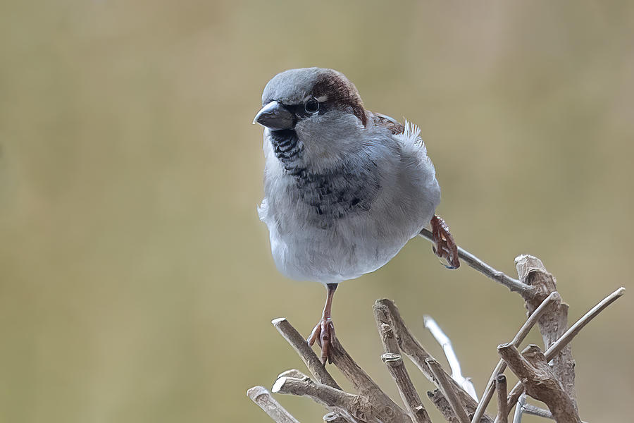 Nature Photograph - Cheeky Sparrow by Ulrike Leinemann