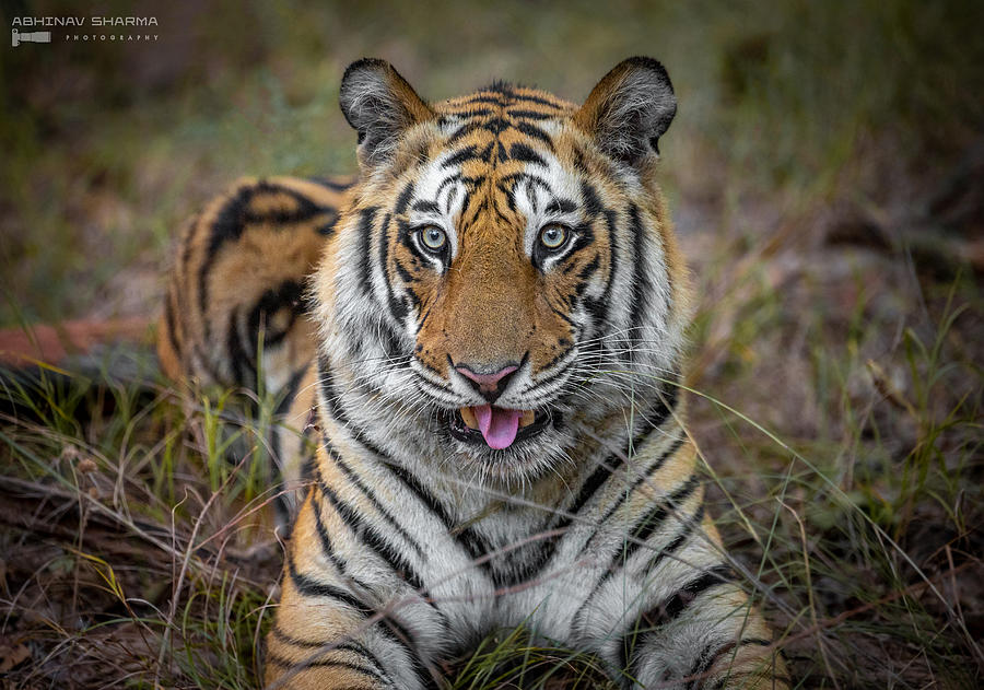 Cheeky Tiger Photograph by Abhinav Sharma