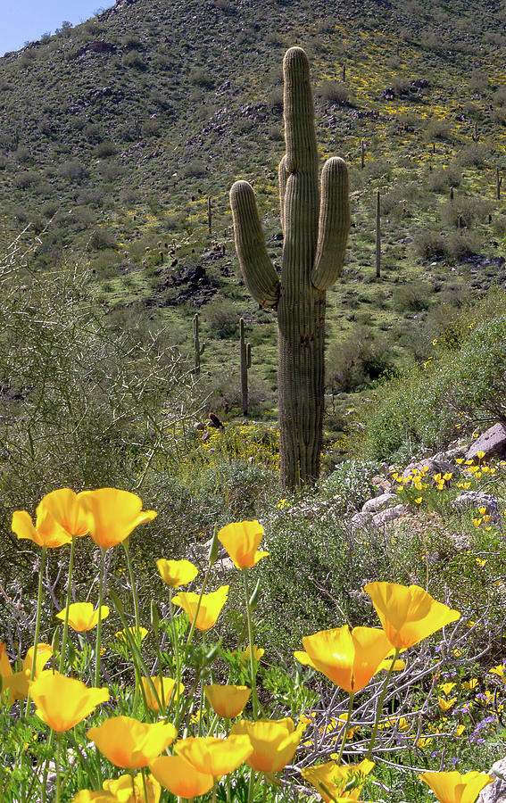 Cheerful Poppies in the Desert Photograph by Amy Sorvillo - Fine Art ...