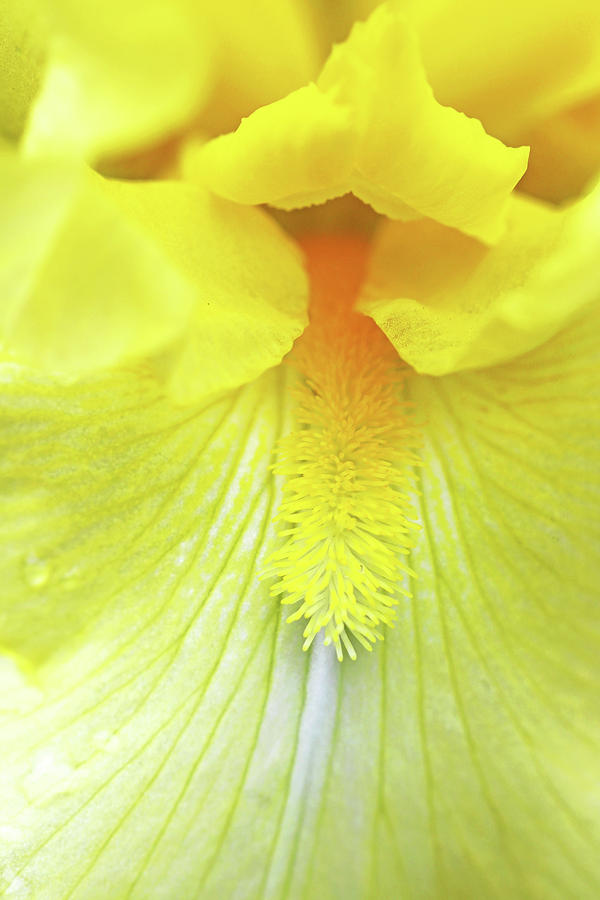 Cheerful Yellow Iris Photograph by Debbie Oppermann