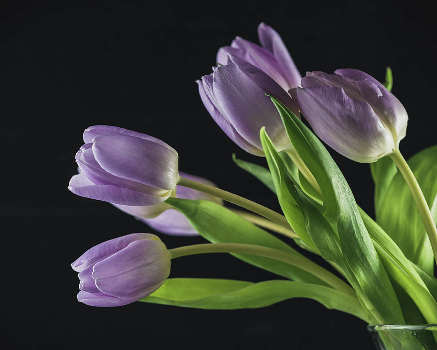 Tulip Photograph - Cheery Purple Tulips by Tammy Miller