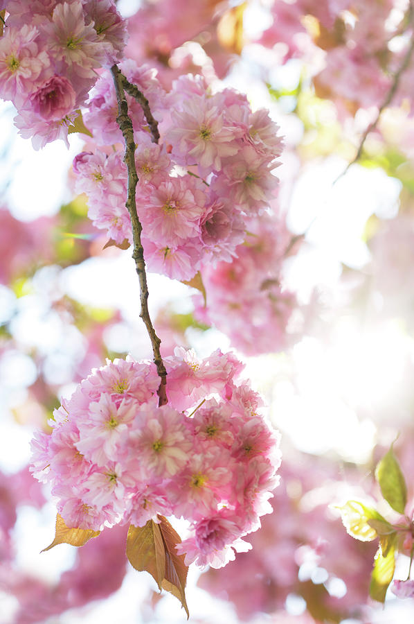 Cheery Tree In Full Bloom by Mirko Stelzner