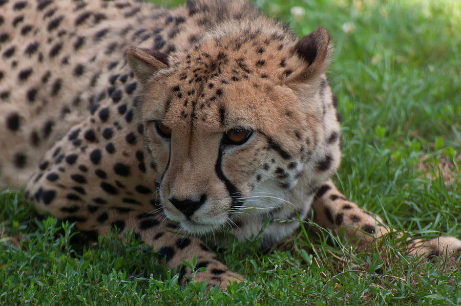 Animal Photograph - Cheetah 01 by Flees Photos