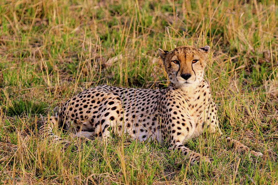 Cheetah Photograph by Aashish Vaidya