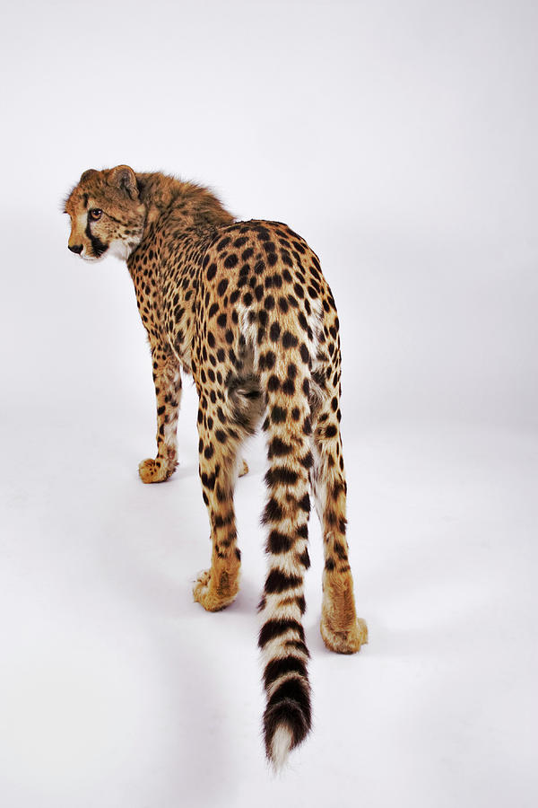 Cheetah Acinonyx Jubatus Against White Photograph by Martin Harvey