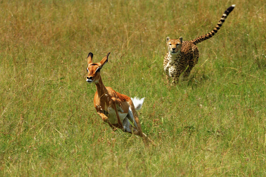 Cheetah Acinonyx Jubatus Chasing Female Photograph by Federico Veronesi