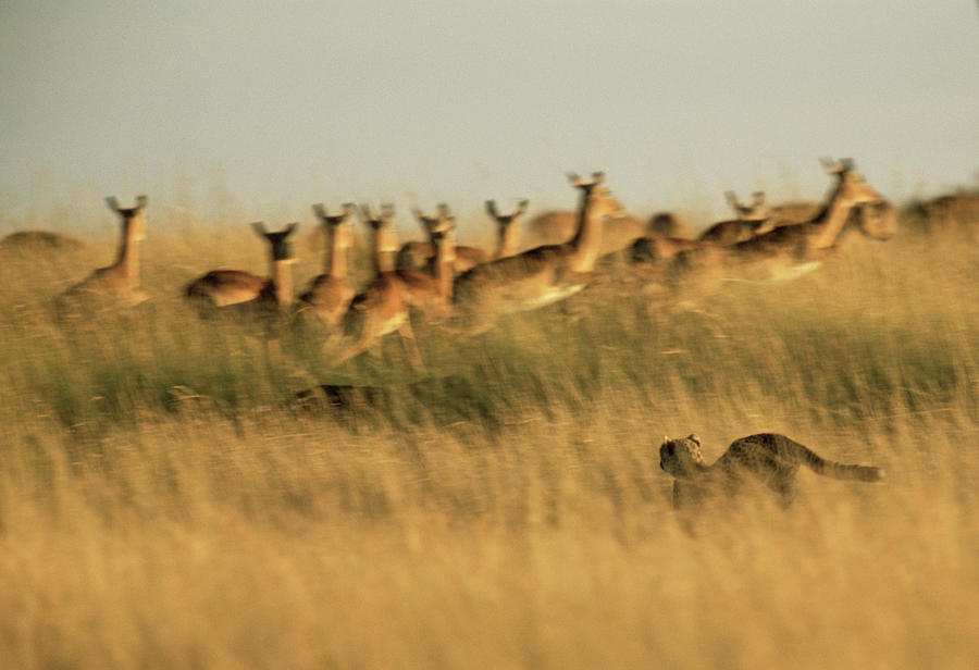 Cheetah Acinonyx Jubatus Chasing Impala Photograph by James Warwick