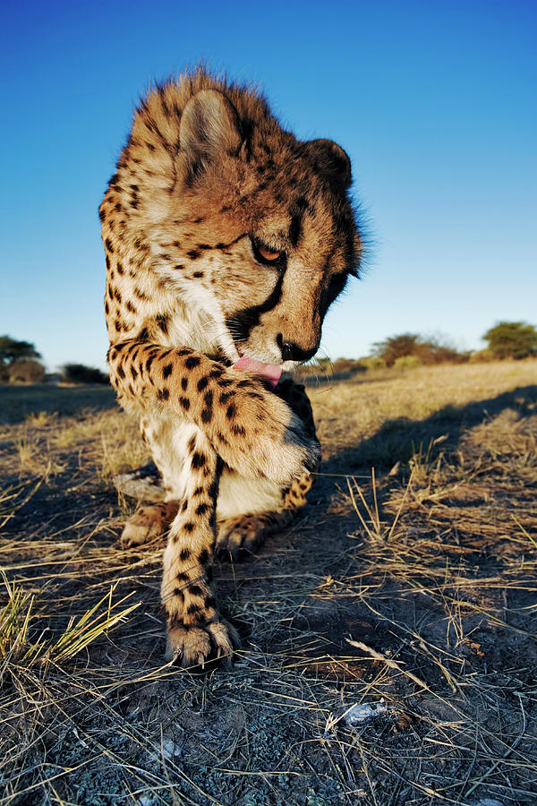 Cheetah Acinonyx Jubatus Cleaning Paw Photograph by Martin Harvey