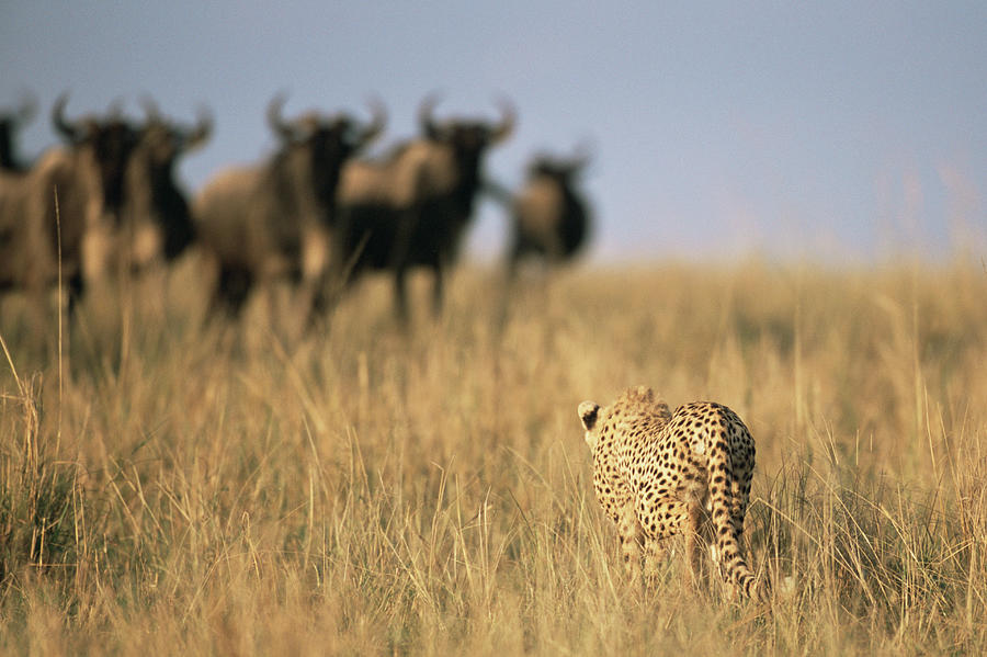 Cheetah Acinonyx Jubatus Hunting Photograph by James Warwick Cheetah Acinonyx Jubatus Hunting Photograph by James Warwick