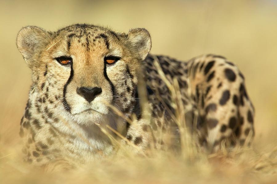 Cheetah Acinonyx Jubatus In Hunting Photograph by Manus Van Dyk