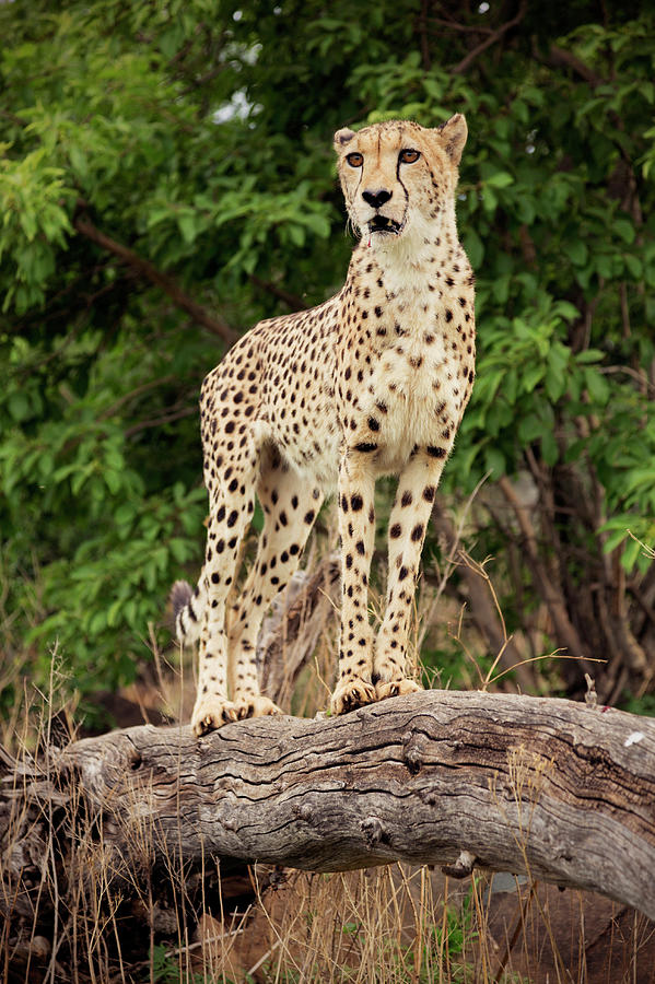 Cheetah (Acinonyx Jubatus) On Savanna Stock Image - Image 
