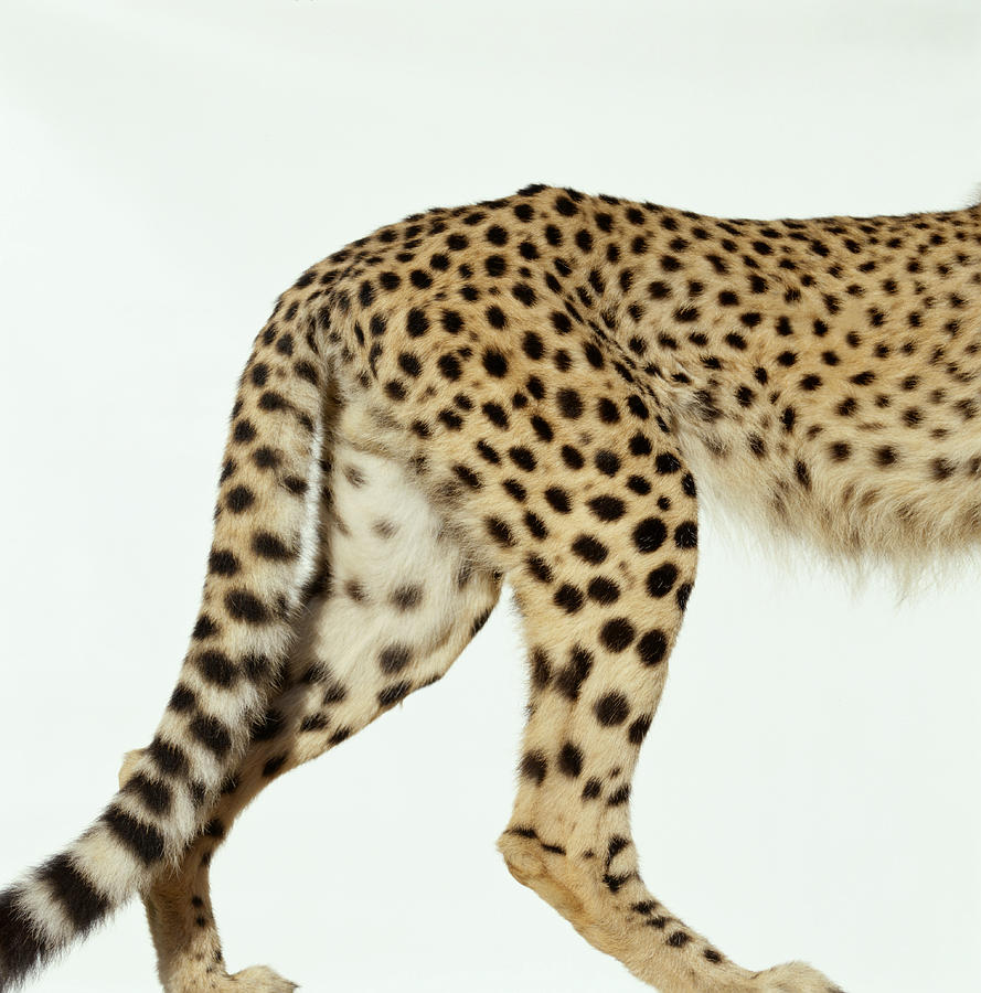 Cheetah Acinonyx Jubatus, Low Section Photograph by Chad Baker/jason Reed/ryan Mcvay