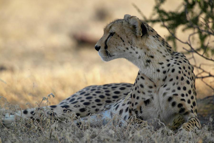 Animal Photograph - Cheetah (acinonyx Jubatus) Lying by Roger De La Harpe