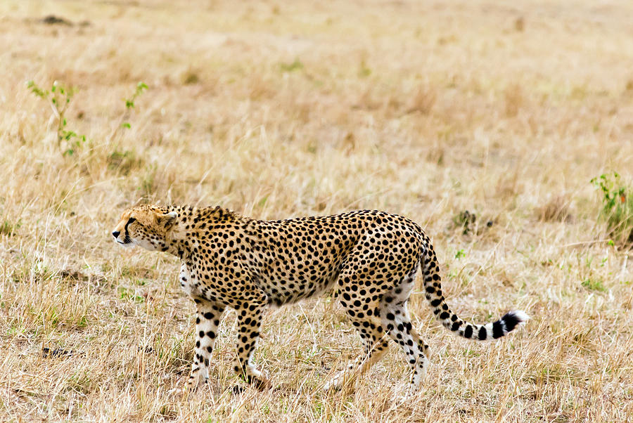 Cheetah, Acinonyx Jubatus, Masai Mara Photograph by Nico Tondini