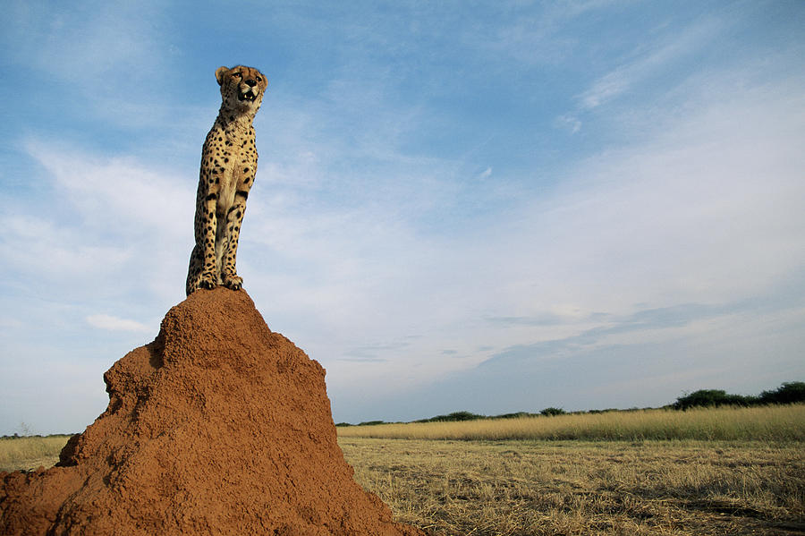 Cheetah Acinonyx Jubatus On Ant Hill Photograph by Gallo Images-dave Hamman