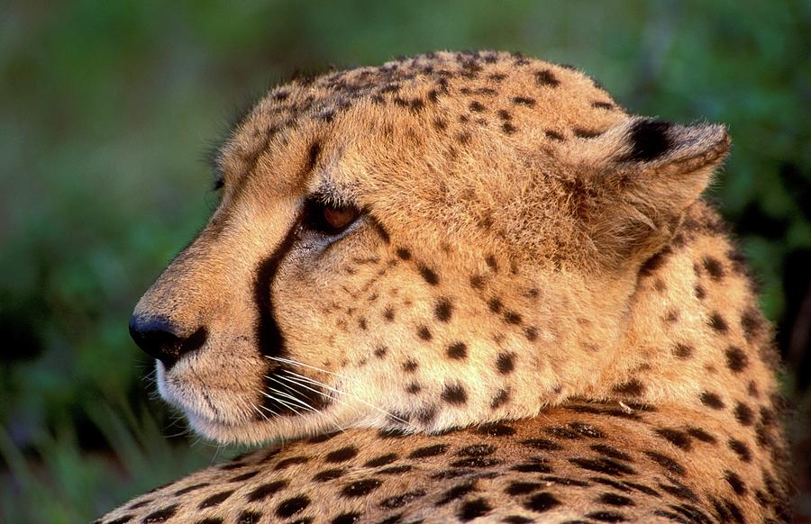 Cat Photograph - Cheetah (acinonyx Jubatus). Phinda Game by Roger De La Harpe
